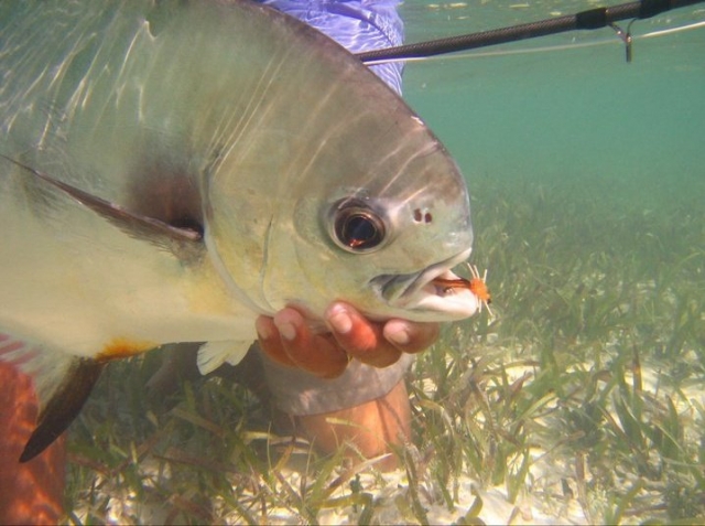 Pesca en el caribe, Permit fishing